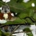 squirrel_variegated_tar_h_0223_cos0528.jpg